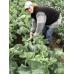 SPRAY FREE CAULIFLOWER MEDIUM Size Each LEVIN Grown